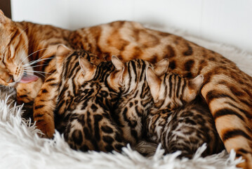 young cute small bengal kittens with mother cat lying in white fluffy cat bed, red and black, striped and spotted, ginger cat, newborn kittens sucking milk, drinking milk, cat maternity concept