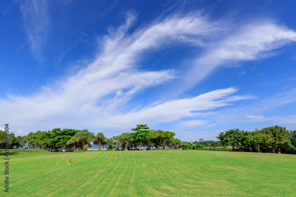 Wall mural large field of grass with a few trees in the background