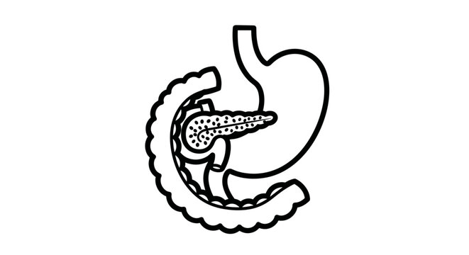 Anatomical Line Drawing of the Human Pancreas and Stomach.