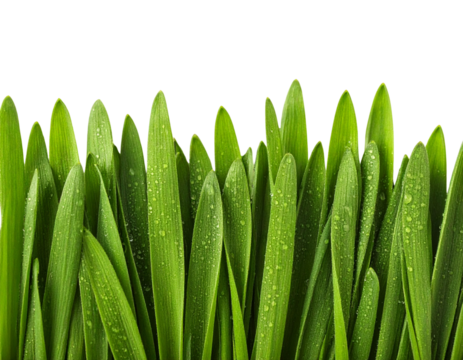 Top-Down View of Grass Blades with Water Droplets and Lawn Texture Detail, isolated on transparent background