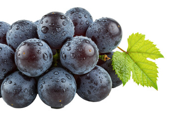 Plump dark purple table grapes, water droplets, green leaf, and stem on transparent background with copy space, concept for healthy food advertising