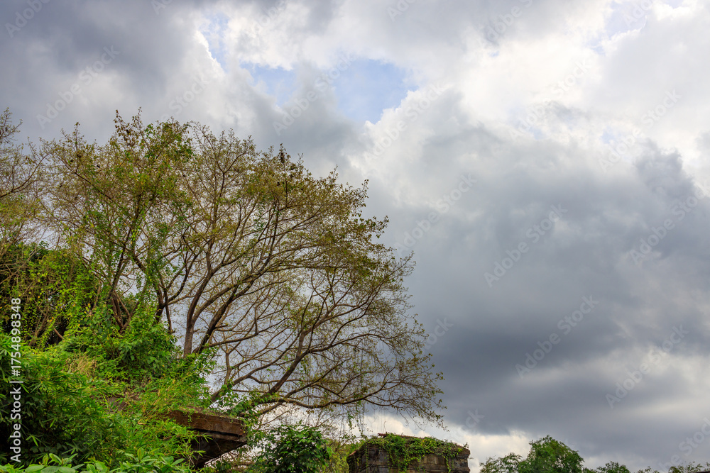 Wall mural tree with no leaves is in the foreground of a cloudy sky