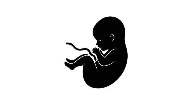 Human embryo silhouette isolated on a white background.