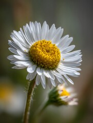 Fototapeta premium A detailed ro photograph captures a delicate white daisy with a vibrant yellow center