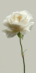 Fototapeta premium Creamy white rose blossom on its slender green stem