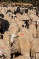 A flock of sheep viewed from above at a 45-degree angle near Ha Gorge in Crete, Greece. The elevated perspective shows the movement and formation of the herd under bright Mediterranean sunlight