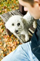 A purebred white Bichon Frise dog sits on a wooden park bench next to its owner during an autumn walk, with colorful fallen leaves on the ground. This vertical shot captures pet companionship. 