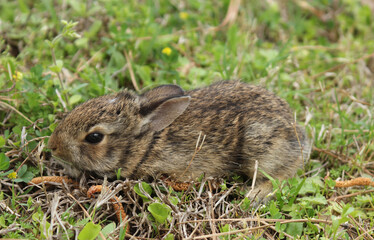 Baby Cottontail Rabbit Exploring Field in Rural East TX