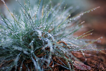 water drops on the grass