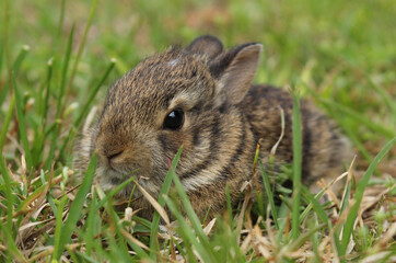 Baby Cottontail Rabbit Exploring Field in Rural East TX