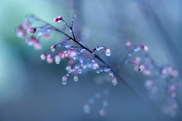  water drops on the grass
