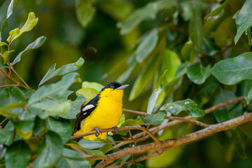 A vibrant male Common iora, a small passerine bird, is perched on a tree branch, showcasing its bright yellow and black plumage with white wing bars.