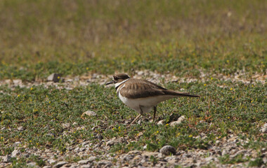 Killdeer Bird Guarding Nest of Eggs on Ground