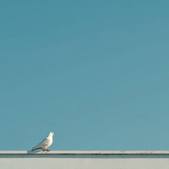 White Bird Standing on a Edge with Blue Sky Background in Peaceful Natural Setting
