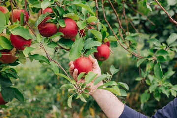 Picking ripe red apples from a branch in an orchard on a sunny day in autumn
