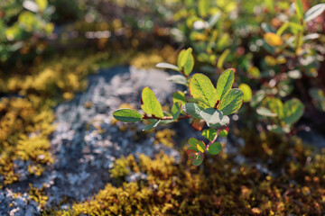 Green plant growing on moss and rock