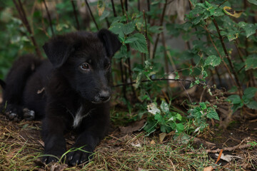 Cute stray dog lying on ground outdoors, closeup and space for text. Homeless pet