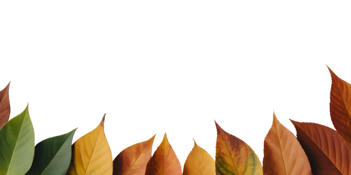 Autumn leaves border colorful foliage in a row isolated on white background for seasonal designs