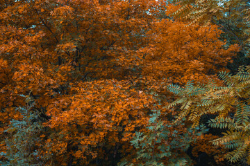 dense, detailed texture of vibrant orange and dark green autumn tree foliage creating a full frame natural background concept of seasonal wallpaper, environment design, forest products