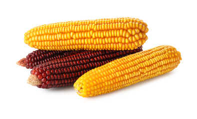 Fresh red and yellow corn cobs isolated on white