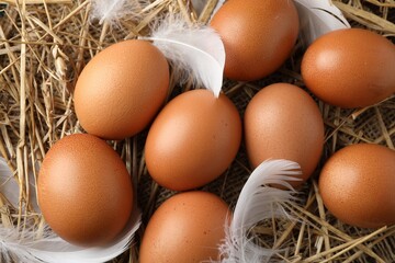 Raw chicken eggs and feathers on straw, flat lay