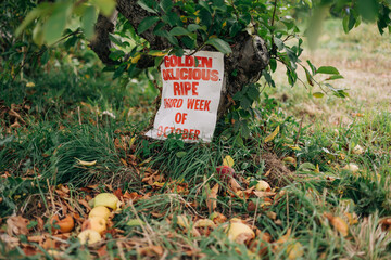 Golden Delicious apples ready for picking in the orchard during the second week of October