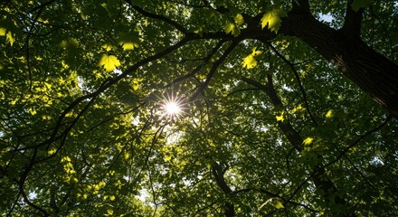 sunlight filtering through lush green tree canopy in a tranquil forest landscape
