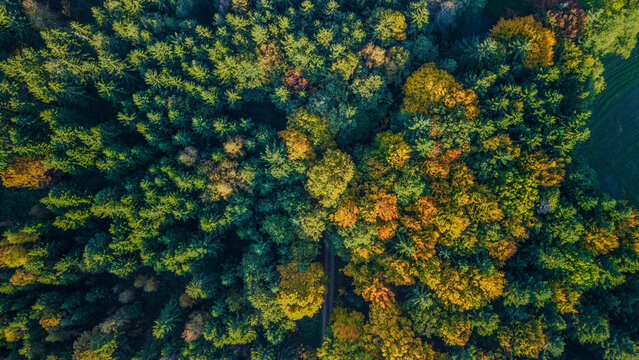 Bunter Wald im Herbst &uuml;berblickt von oben mit verschiedenen Baumarten und Farben