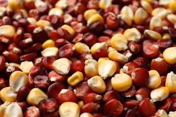 Kernels of red and yellow corn as background, closeup