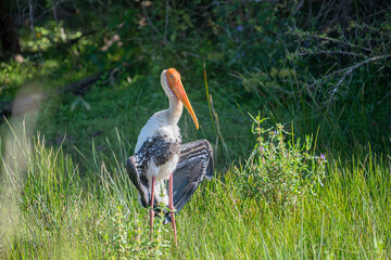 An orange-headed painted stork with a long, curved bill stands in a lush green field, its white and black wings visible in profile.