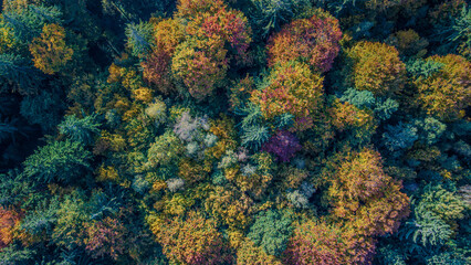 Bunte Baumkronen im Herbst über einem Waldgebiet in Deutschland