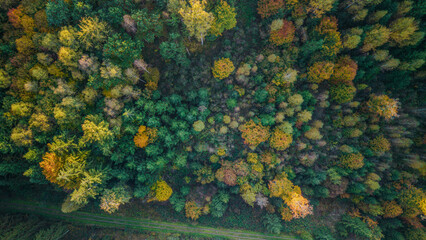 Bunte Baumkronen im Herbst, eine Luftaufnahme des bunten Waldes am frühen Abend