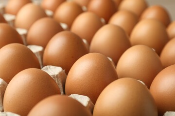 Many raw chicken eggs in egg carton, closeup