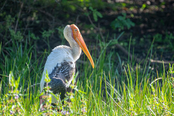 An orange-headed painted stork with a long, curved bill stands in a lush green field, its white and black wings visible in profile.