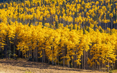 Scenic fall foliage landscape alongside the Highway of Legends National Scenic Byway, going from Walsenburg to Trinidad in Colorado