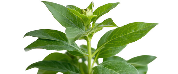 Fototapeta premium Plant with green leaves and transparent background for botanical or gardening concept