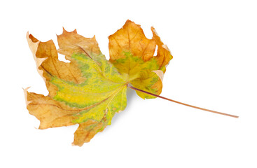 One dry maple leaf isolated on white. Autumn season