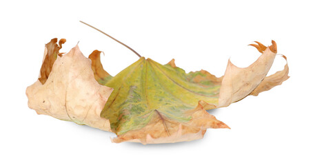 Naklejka premium One dry maple leaf isolated on white. Autumn season