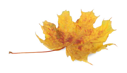 One dry maple leaf isolated on white. Autumn season
