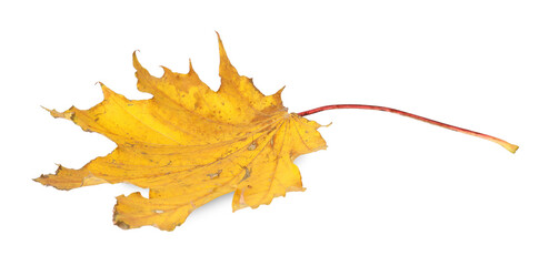 One dry maple leaf isolated on white. Autumn season