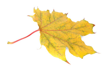 One dry maple leaf isolated on white. Autumn season