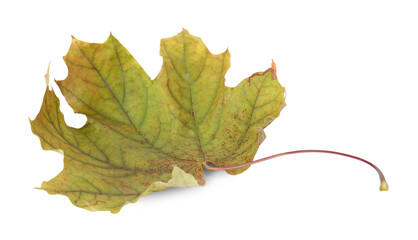 One dry maple leaf isolated on white. Autumn season