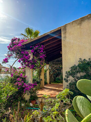 Tropical cactus plant with white Mediterranean house and blue sky background. Spanish summer landscape with greenery and architecture