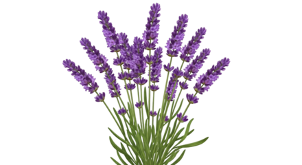 Bunch of Purple Lavender Flowers on Black Background