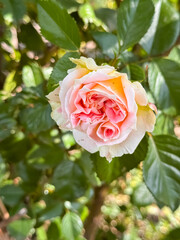 Vibrant Coral Pink Rose Blooming in Sunlit Foliage