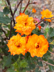 Beautiful Yellow White Rose Flower Blooming in Garden Close-Up