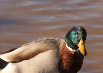 Duck Swimming in Lake Tyler at Marina near Whitehouse Texas