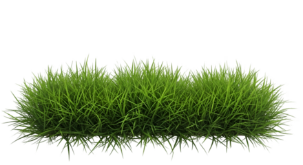 Lush Green Grass Patch on Black Background