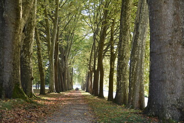 Sous-bois ombrag&eacute;&nbsp;en automne