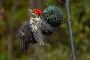 red winged blackbird